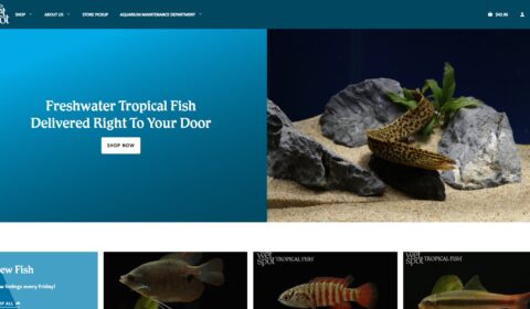 wet spot tropical fish