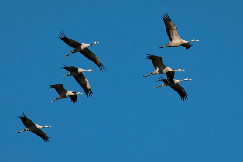 Birds Migrating Wix or Squarespace to WordPress Migration