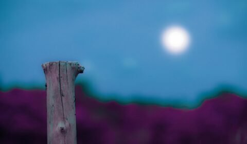 WordPress Post Types